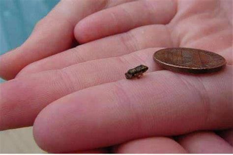 揭秘世界上最小的动物有哪些