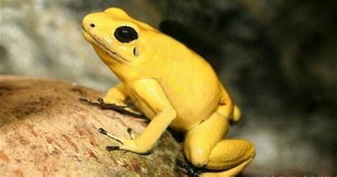 印度金色青蛙 为什么是金色
