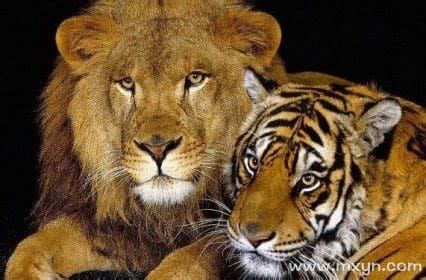 梦见老虎狮子是什么预兆？