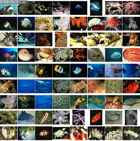 十二星座所代表的海洋生物